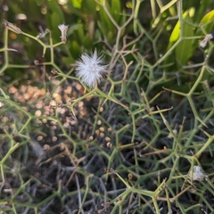 Launaea spinosa