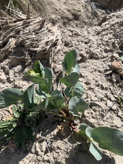 Mirabilis multiflora