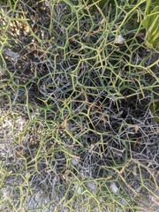 Launaea spinosa