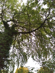 Populus × canescens