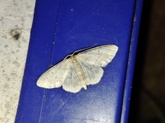 Idaea eugeniata