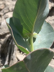 Mirabilis multiflora