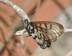 Acraea andromacha