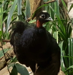 Afropavo congensis