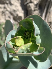 Mirabilis multiflora