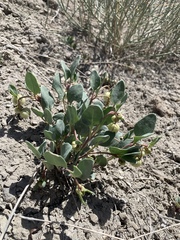 Abronia glabrifolia