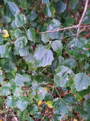 Populus × canescens