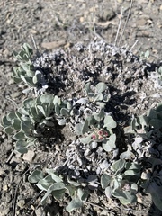 Eriogonum ovalifolium