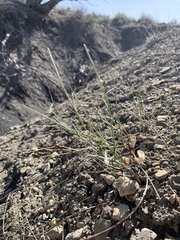 Astragalus convallarius