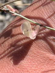 Astragalus convallarius