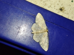 Idaea eugeniata