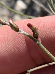 Astragalus convallarius