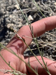 Astragalus convallarius