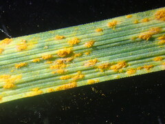 Puccinia coronata