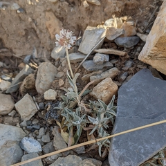 Helichrysum glumaceum