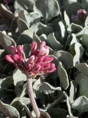 Eriogonum ovalifolium