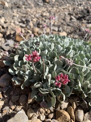 Eriogonum ovalifolium