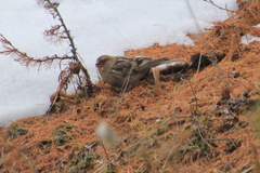 Leucosticte nemoricola