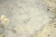 Whitmania laevis