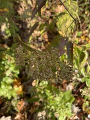 Eupatorium serotinum