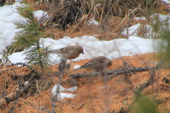 Leucosticte nemoricola
