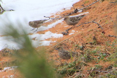 Leucosticte nemoricola