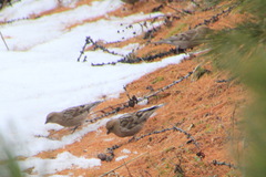 Leucosticte nemoricola