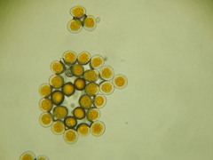 Puccinia coronata
