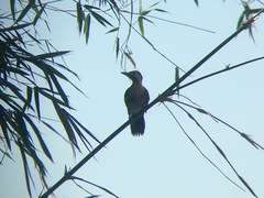 Colaptes campestris campestroides