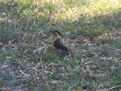 Colaptes campestris campestroides