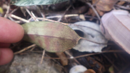 Oeceoclades maculata var. maculata image