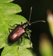 Lema chalcoptera