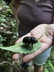 Xyloryctes jamaicensis