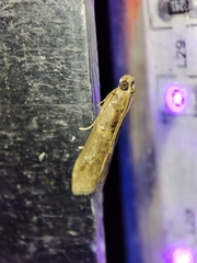 Acrobasis bithynella