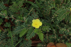Tribulus