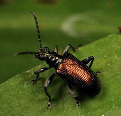 Lema chalcoptera