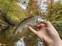 Semotilus corporalis