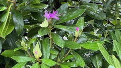 Rhododendron