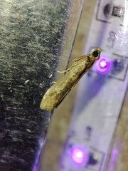 Acrobasis bithynella