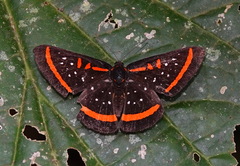 Amarynthis meneria