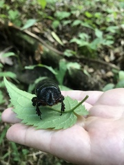 Xyloryctes jamaicensis