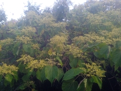 Heliocarpus
