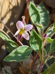 Viola cinerea