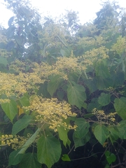 Heliocarpus