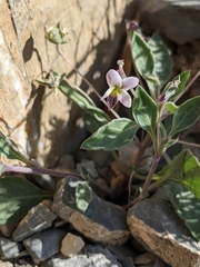 Viola cinerea