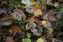 Lactarius pseudomucidus