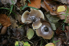 Lactarius pseudomucidus