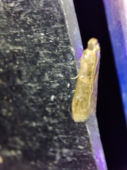 Acrobasis bithynella