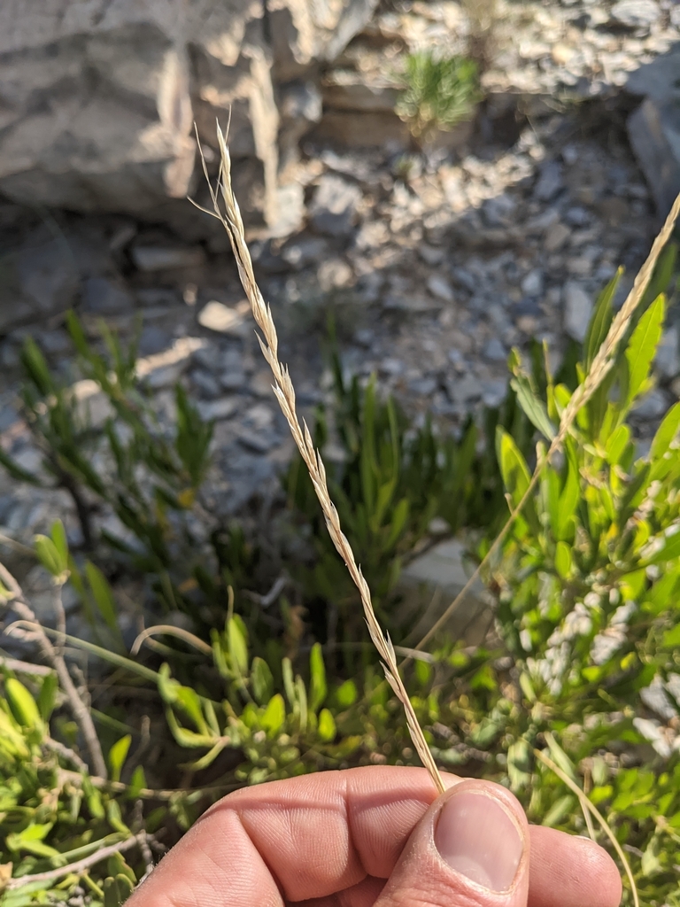 Achnatherum mandavillei
