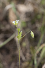 Cerastium brachypetalum